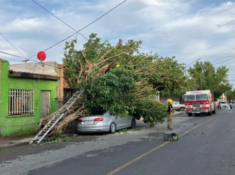 Árbol Asesino